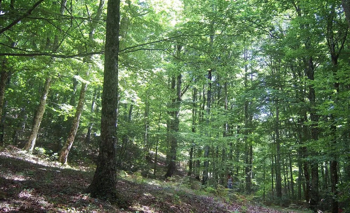 «In Calabria si nutre avversione: si preferisce “fare la festa” agli alberi»
