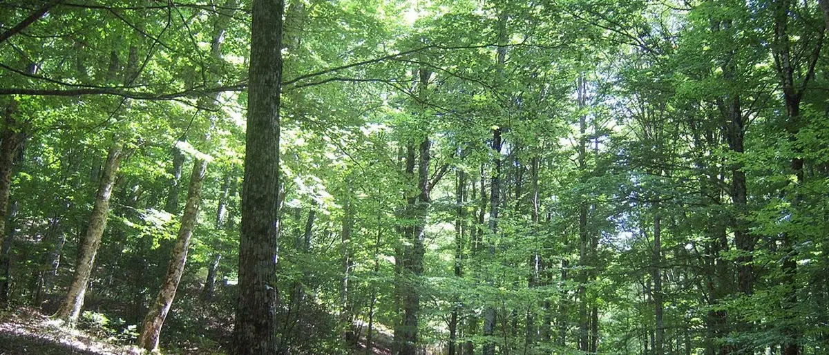 «In Calabria si nutre avversione: si preferisce “fare la festa” agli alberi»