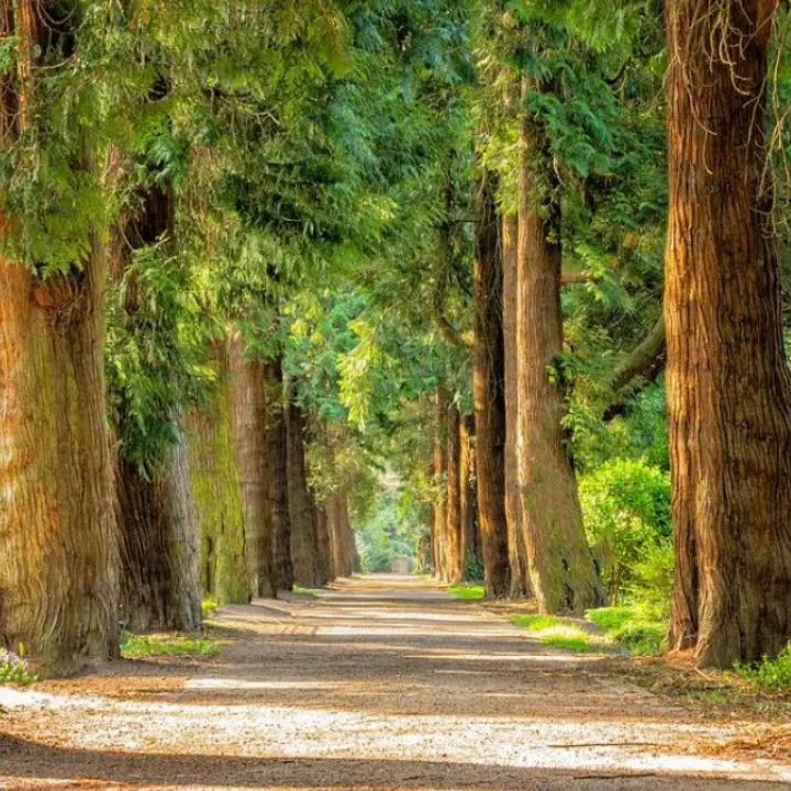 Laboratori d’arte, musica e dibattiti: Polia pronta ad ospitare il Kalabria eco fest