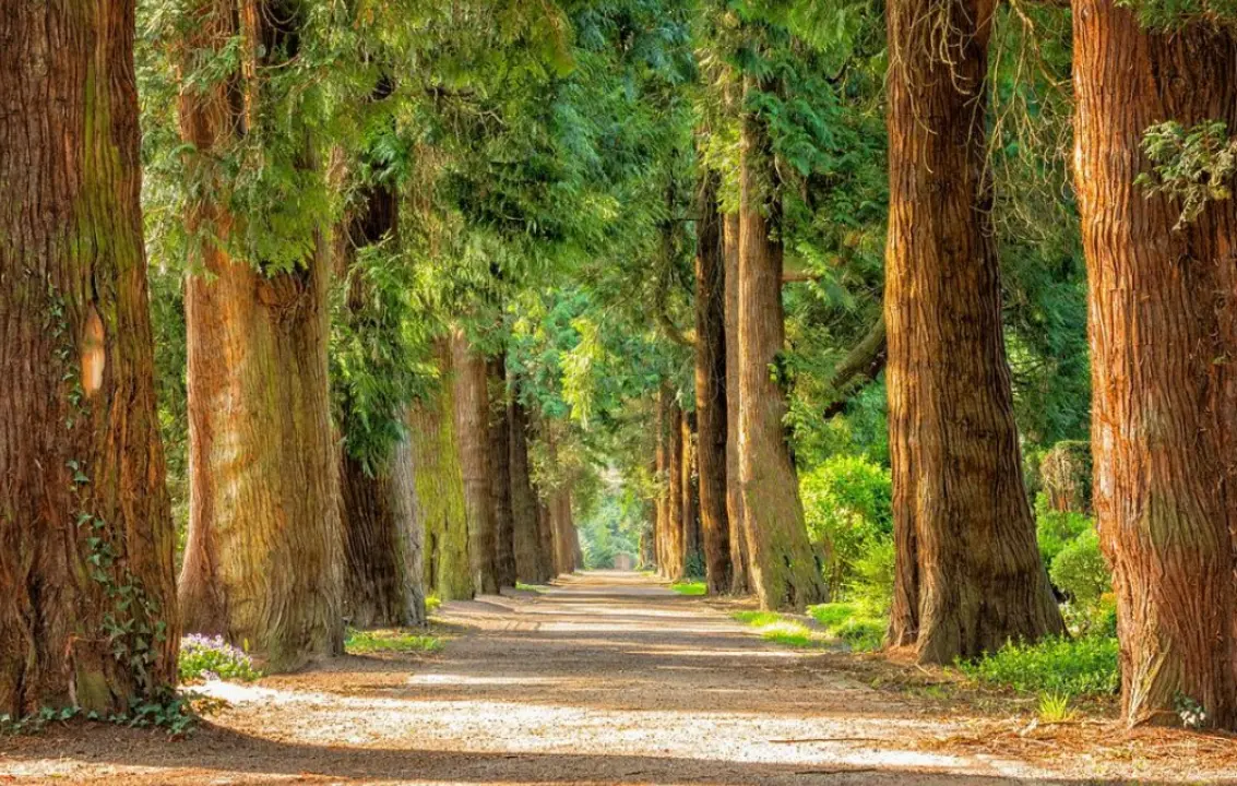 Laboratori d’arte, musica e dibattiti: Polia pronta ad ospitare il Kalabria eco fest