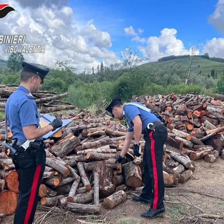 Soriano, denunciate due persone per il furto di 50 quintali di legna