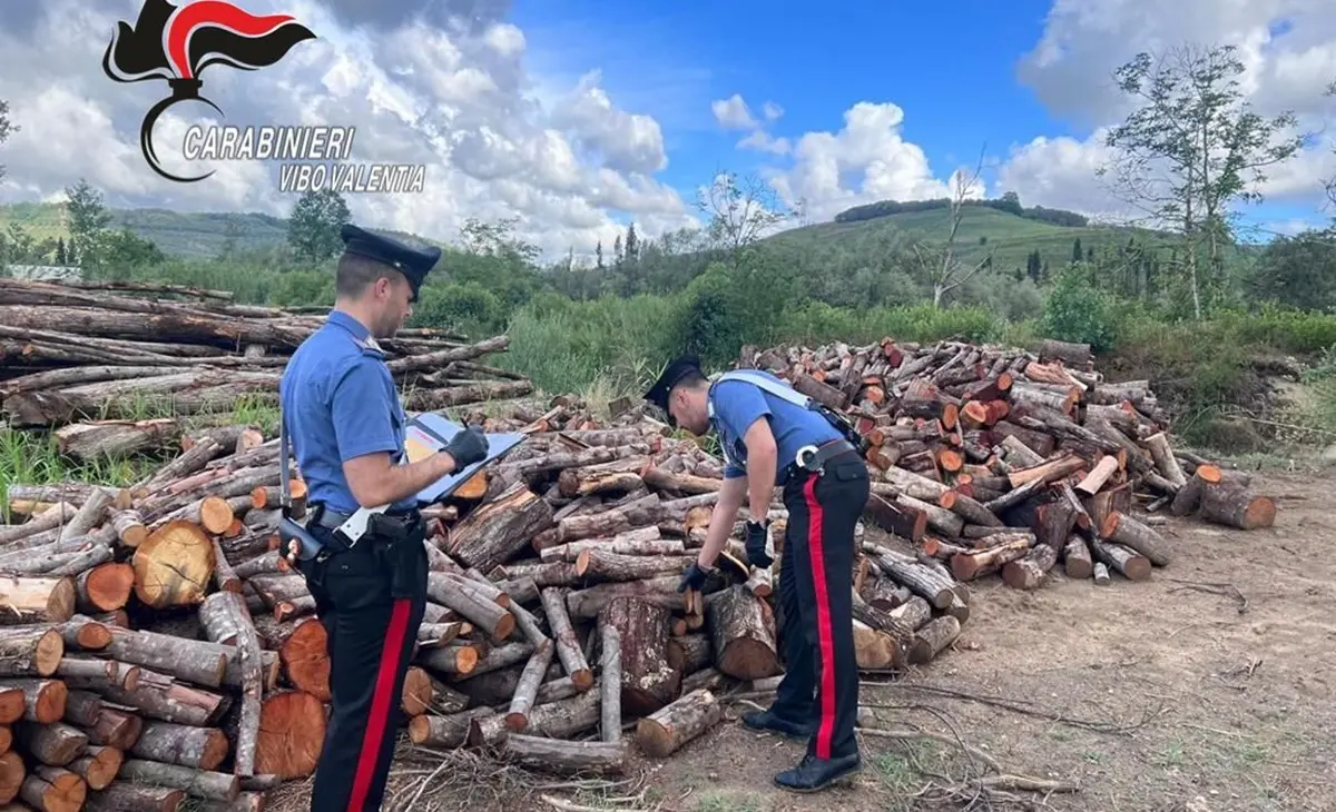 Soriano, denunciate due persone per il furto di 50 quintali di legna