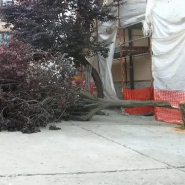 Nicotera: abbattono albero vicino alla cattedrale, due denunce