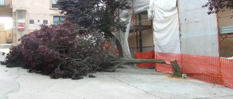 Nicotera: abbattono albero vicino alla cattedrale, due denunce