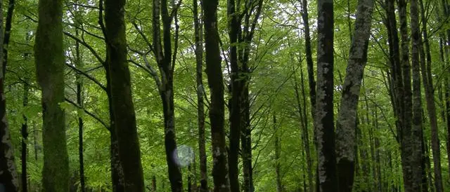 ‘Ndrangheta: l’operazione “Jonny” ed i summit nelle Serre vibonesi