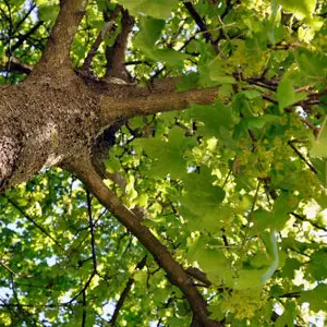 Cade da un albero e muore per le ferite riportate