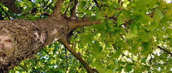 Cade da un albero e muore per le ferite riportate