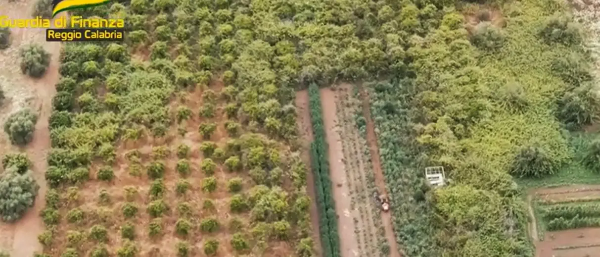 Distese di marijuana e selfie nel deposito della droga, blitz nel Reggino con 12 arresti