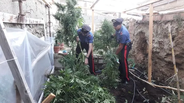 Piantagione di marijuana a Nicotera, tre assoluzioni in Tribunale a Vibo