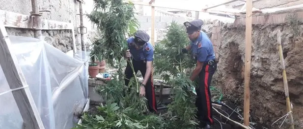 Piantagione di marijuana a Nicotera, tre assoluzioni in Tribunale a Vibo