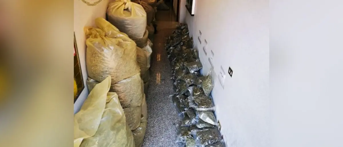 Serra San Bruno, 570 chili di marijuana in un sottotetto: un arresto della polizia