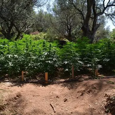 Diecimila piante di marijuana scoperte nel Vibonese: due arresti
