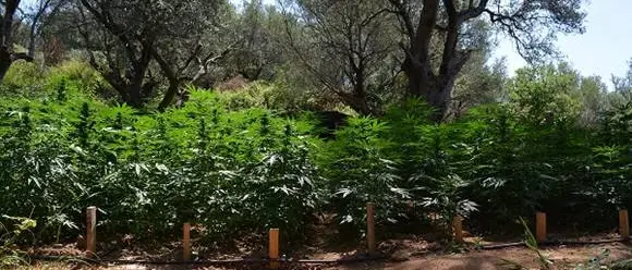 Diecimila piante di marijuana scoperte nel Vibonese: due arresti