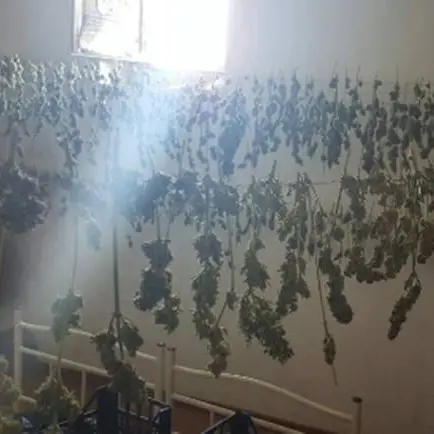 Droga: 12 chili di marijuana sequestrati in un casolare