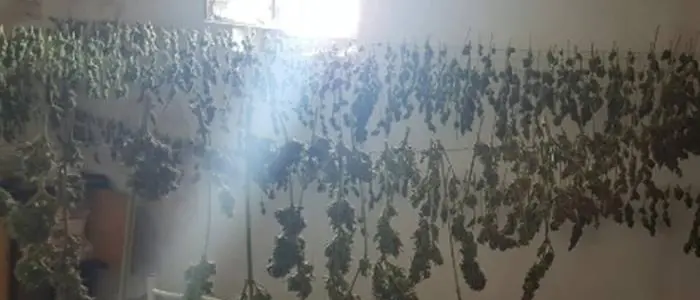 Droga: 12 chili di marijuana sequestrati in un casolare