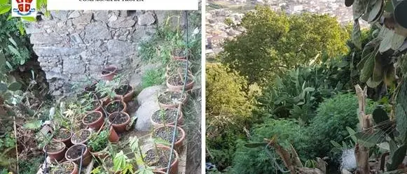 Nicotera: carabinieri trovano 11 chili di marijuana e 700 piante di canapa