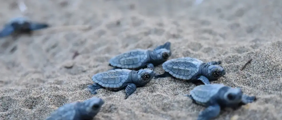 Nidi di tartaruga caretta-caretta, Wwf Calabria: «Grandi risultati»