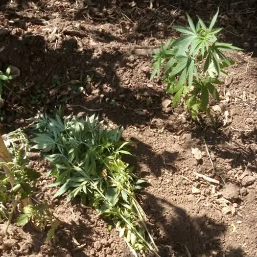 Coltivavano marijuana a Mileto, arrestati marito e moglie