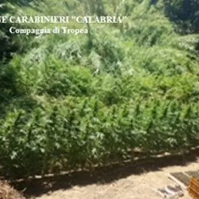Nicotera, individuate e distrutte 300 piantine di marijuana