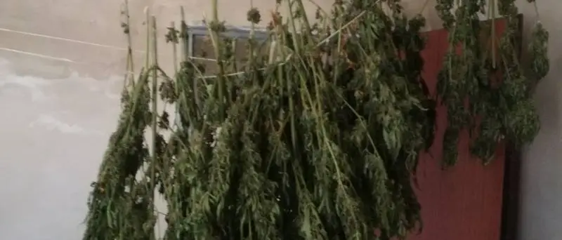San Nicola da Crissa, ritrovate 48 piante di marijuana in un casolare