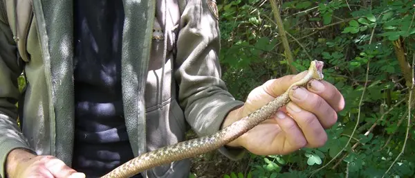 Pulisce il giardino, viene attaccato da una vipera e finisce in ospedale