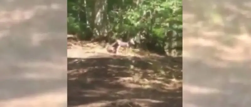 Il lupo è di casa nel Vibonese, avvistati due cuccioli nei boschi di Brognaturo (VIDEO)