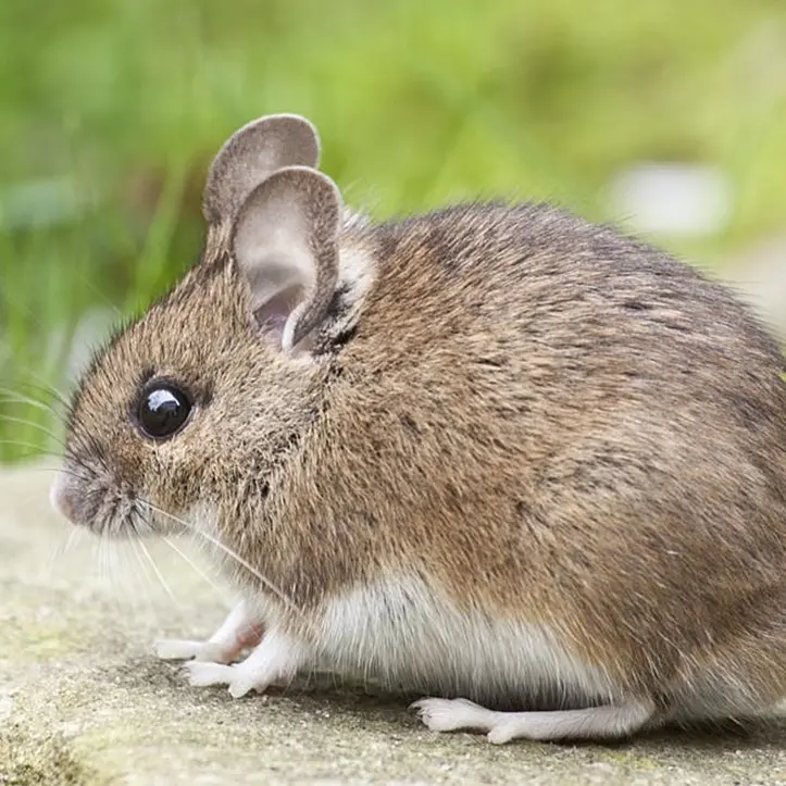 Vibo Marina invasa da topi e insetti, la Pro loco chiede una disinfestazione straordinaria