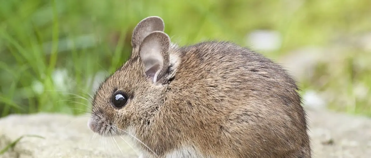 Vibo Marina invasa da topi e insetti, la Pro loco chiede una disinfestazione straordinaria