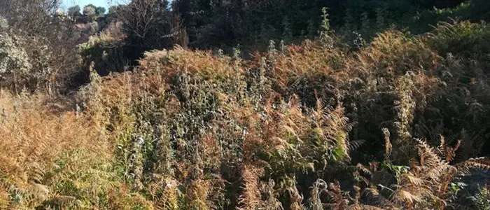 Vallelonga, scoperte e sequestrate 650 piante di marijuana