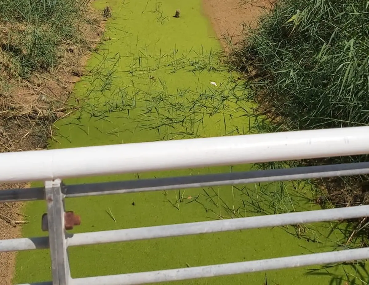 Vibo Marina, il torrente Antonucci preoccupa sempre il M5S: «È l'emblema dell'inquinamento»