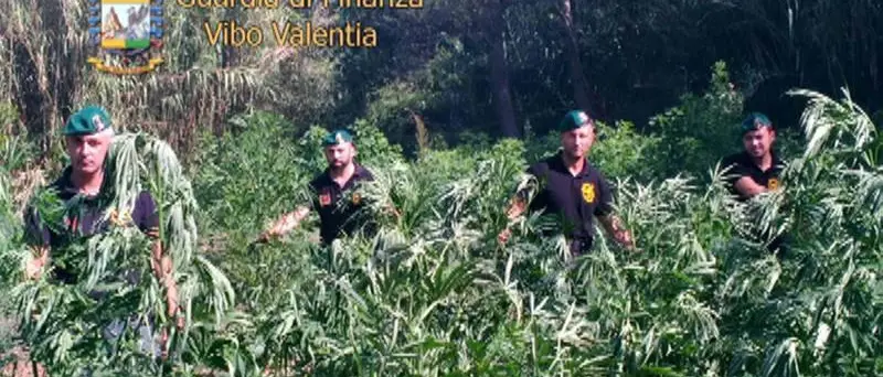 Sequestrati dalla Gdf quattro quintali di marijuana: due arresti nel Vibonese