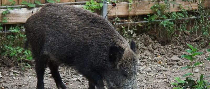 Emergenza cinghiali e danni agli agricoltori: situazione fuori controllo