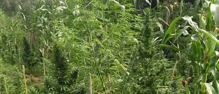 Droga: 2.500 piante di cannabis trovate a Monsoreto di Dinami dai carabinieri (VIDEO)