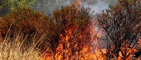 Incendio devasta zona limitrofa al comune di Sorianello