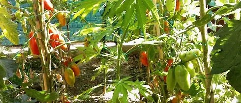 Piante di marijuana fra i pomodori, un arresto a Tropea