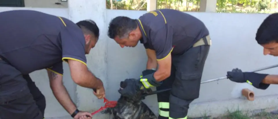Cappio e filo di ferro per un cane nel Vibonese, libero grazie ai vigili del fuoco
