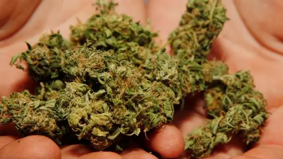 A Boulder County Caregivers employee holds a handful of marijuana at the dispensary in Boulder, Colo. on Friday, July 24, 2009. Sixteen glass jars of marijuana are lined up behind the counter with names like Skinny Pineapple and Early Pearl Maui, ranging from $375 to $420 an ounce. It\\'s all legal and it\\'s all taxed. But this marijuana dispensary and nearly 60 others that are serving a growing number of medical marijuana users operate with little oversight by state or local authorities. (AP Photo/Ed Andrieski) , ASSOCIATED PRESS