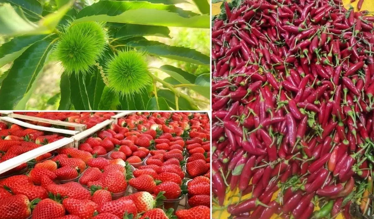 Fragole, castagne di Pizzoni e peperoncino: il Gal valorizza i prodotti di nicchia del Vibonese
