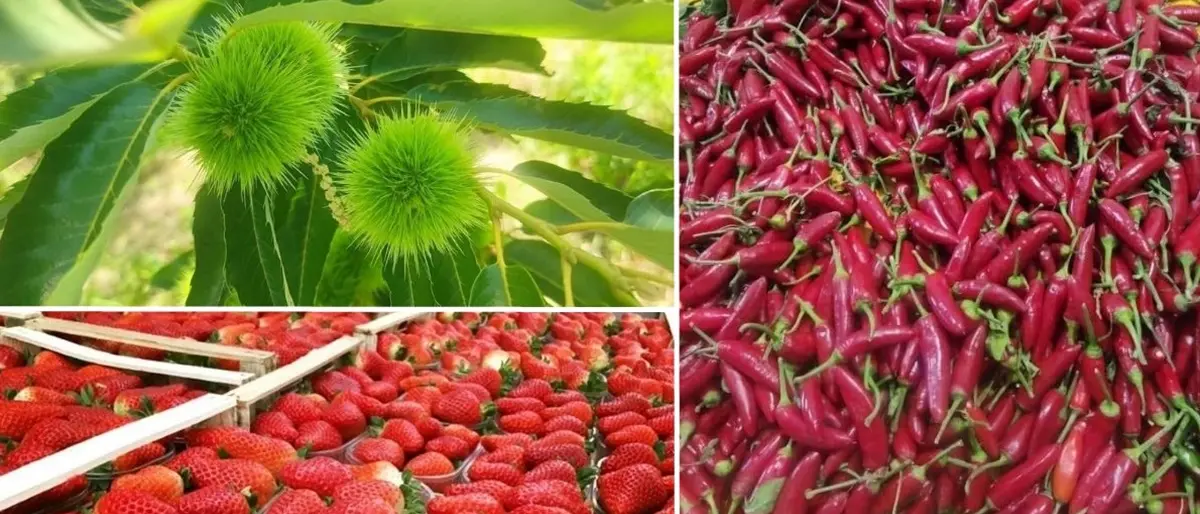 Fragole, castagne di Pizzoni e peperoncino: il Gal valorizza i prodotti di nicchia del Vibonese