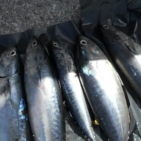 Pesca illegale del tonno rosso, sequestri e sanzioni nel Vibonese