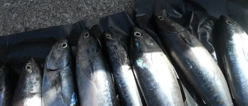 Pesca illegale del tonno rosso, sequestri e sanzioni nel Vibonese