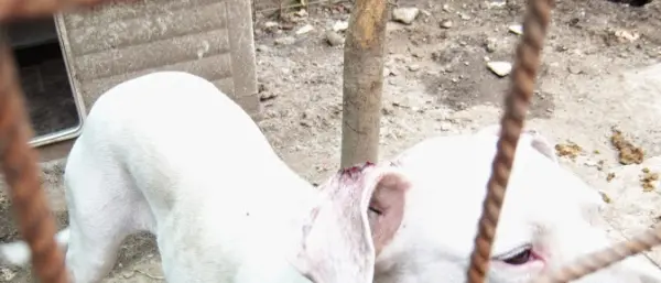 Cane denutrito e maltrattato a Vibo, denunciata proprietaria