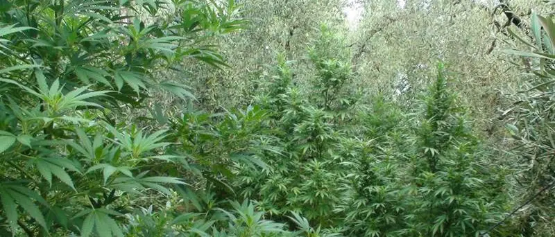 Marijuana: piantagione di 280 piante ritrovata a Nicotera