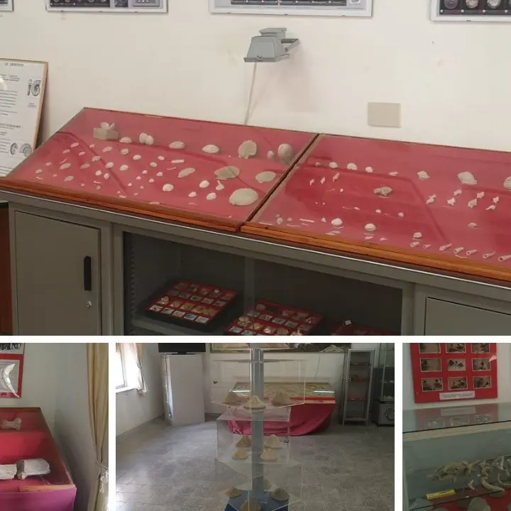Museo paleontologico di Parghelia, viaggio tra sirenidi e reperti di elefanti preistorici