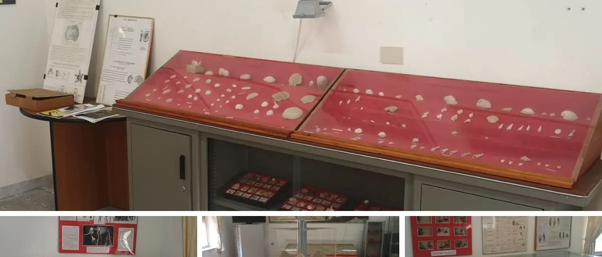 Museo paleontologico di Parghelia, viaggio tra sirenidi e reperti di elefanti preistorici