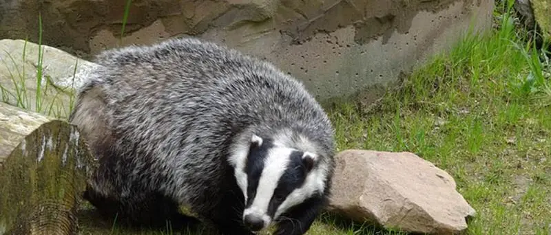 Tasso ferito e curato dal Wwf viene liberato nel Parco delle Serre