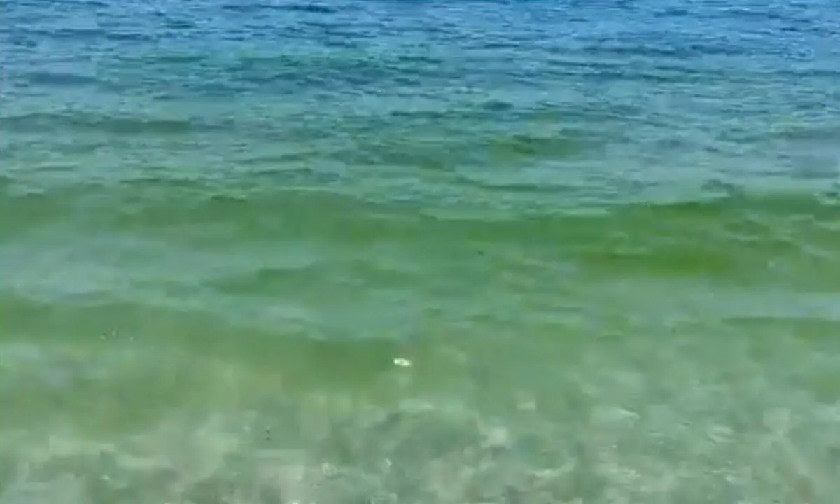 Pizzo, un turista: «Mare di colore giallo che poi nel pomeriggio diventa sporco» - Video
