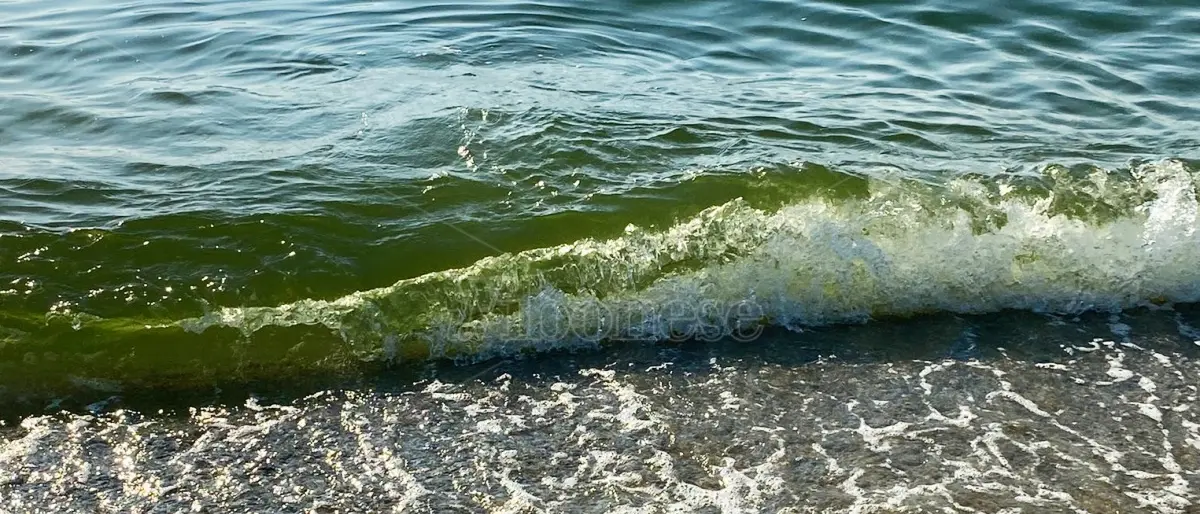 Colorazioni anomale del mare, Paolillo: «Colpa delle alghe causate dall’inquinamento» - Video