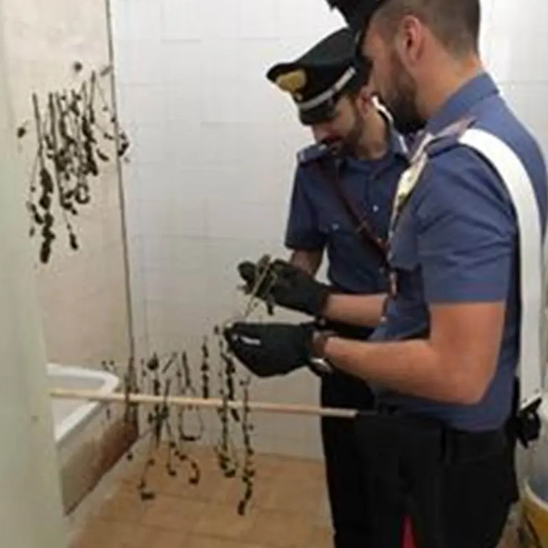 Marijuana in essicazione trovata dai carabinieri nelle Preserre