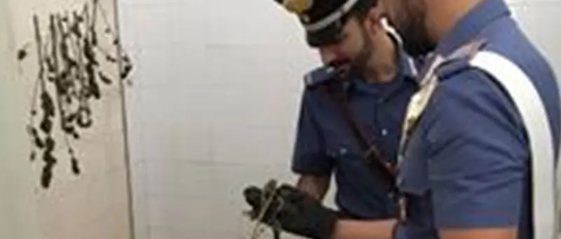 Marijuana in essicazione trovata dai carabinieri nelle Preserre